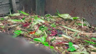 Food waste and waste from farming garden activities lie on a compost heap close-up. Corn peel and beet leaves. Organic waste rots for recycling. High quality FullHD footage