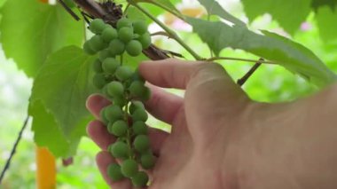 A hand touches a green growing grape close-up on a blurred background. The farmer evaluates the yield and fertility of the vineyard. Tactile quality analysis of unripe grapes. High quality 4k footage