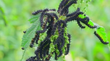 A lot of black caterpillars of the peacock butterfly on nettles close-up,blurred background. A black caterpillar with spikes and white dots eats the leaves of the stinging nettle. High quality 4k