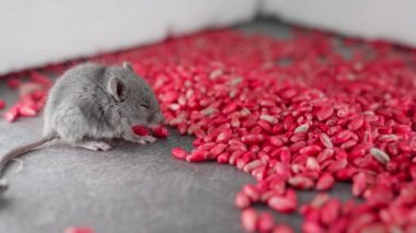 Black and white mouse on a background of bright red poisoned wheat. Symptoms of poison in a rodent dying. Remedy for rodents and rats. Dying field mouse close up. High quality 4k footage