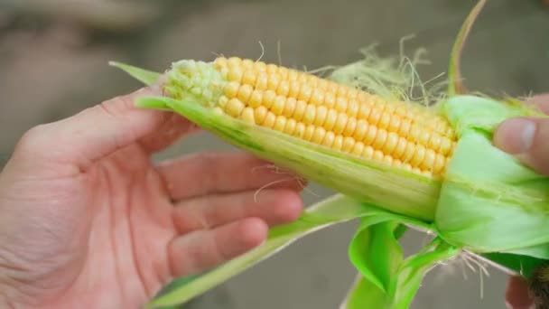 Young Sweet Corn Alone Plantation Close Hands Blurred Background Freshly — Vídeo de stock