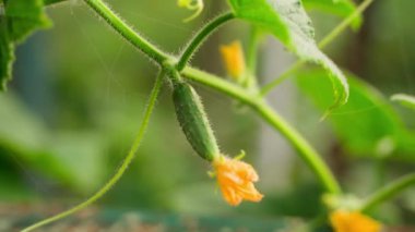 A young cucumber grows close-up on a plantation. Smooth parallax on a blurred background. Growing vegetables in the home garden. High quality FullHD footage