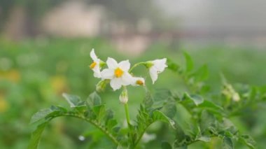 White flowers of flowering potato close-up on a plantation with growing potatoes. Smooth parallax with a blurred background in the fog. High quality FullHD footage