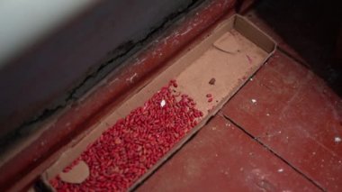 The mouse takes the bait and runs away. Poisoned wheat is dyed bright red. Fighting small indoor rodents with chemicals. Hidden camera recorded a pest in the feeder. High quality 4k footage
