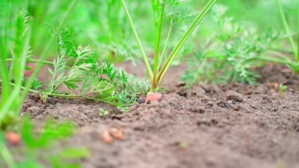 Orange Root Crop Carrot Growing Soil Peeks Out Soil Close — Stock videók