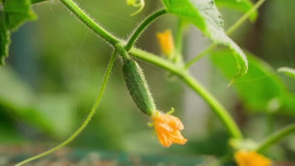 Young Cucumber Grows Close Plantation Smooth Parallax Blurred Background Growing — Vídeos de Stock