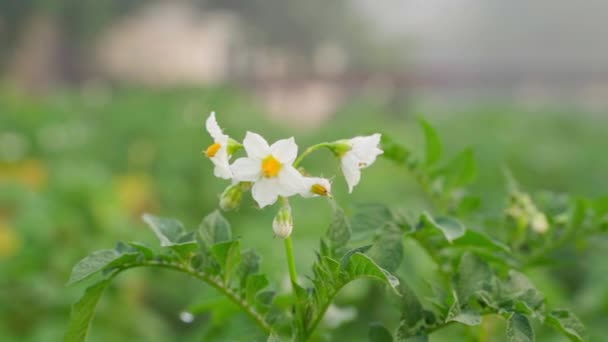 White Flowers Flowering Potato Close Plantation Growing Potatoes Smooth Parallax — Stock video