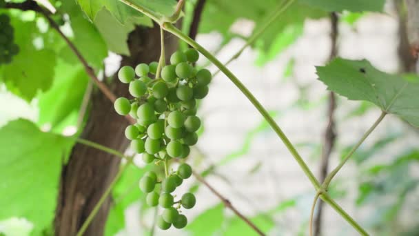 Excess Branches Vineyard Cut Secateurs Background Green Unripe Bunch Grapes — Stockvideo