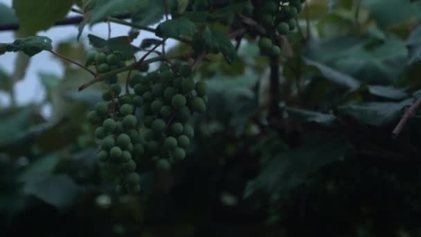 Bunches Unripe Green Grapes Hang Vineyard Evening Sway Wind High — 图库视频影像