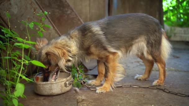 Hungry Brown Dog Leash Eating Waving Its Tail Close Feeding — 图库视频影像