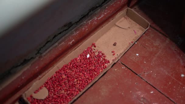 Ποντίκι Τσίμπησε Δόλωμα Και Έσκασε Δηλητηριασμένο Σιτάρι Είναι Βαμμένο Έντονο — Αρχείο Βίντεο