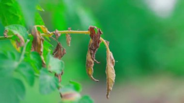 Withered branch close-up on a blurred background, smooth camera parallax. Dry brown leaves on a tomato bush. Disease and pests of vegetable crops in the vegetable garden. Plant after late blight. High