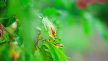 A hand plucks leaves affected by late blight from a tomato bush close-up on a blurred background. Garden care and phytophthora control. yellowing of green plant leaves. High quality 4k footage