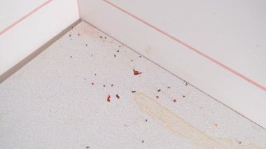 Poison from mice is placed near the accumulation of mouse droppings. Poisoned red wheat in a cardboard box. Rodent bait with a chemical active ingredient on the kitchen countertop. High quality 4k