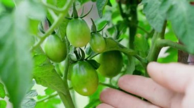 Hand touches green unripe tomatoes growing close up. Caring for a garden bed with growing vegetables. Growing organic natural products. High quality 4k footage