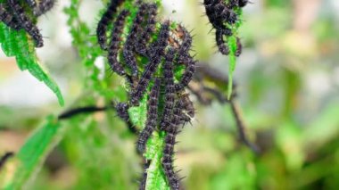 Peacock eye caterpillars close-up. A lot of black caterpillars with thorns on nettle leaves. High quality 4k footage