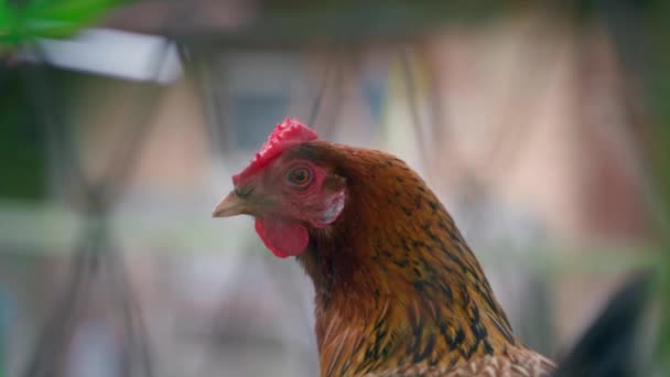 Close Brown Chicken Looks Frame Mesh Fence Smooth Camera Movement — Stockvideo