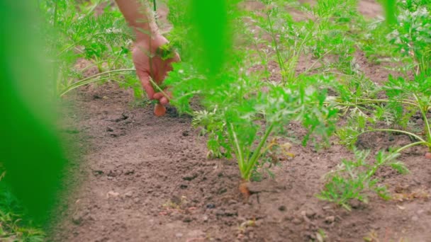 Hand Takes Carrots Foliage Ground Starts Pull Harvesting Carrots Vegetable — Stock videók