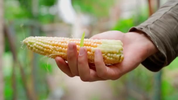 Young Fresh Corn Rock Hand Close Blurred Background Harvest Grain — Stock Video