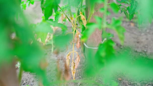 Сухая Выцветающая Ветвь Помидора Режется Крупным Планом Уход Плантацией Выращиванием — стоковое видео