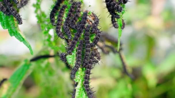 Peacock Eye Caterpillars Close Lot Black Caterpillars Thorns Nettle Leaves — 图库视频影像