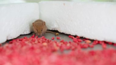 The mouse sits on the background of a mountain of poisonous poisoned wheat close-up. Bait for rodents with chemical potent substances. High quality 4k footage