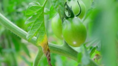 Leaves affected by phytophthora are torn off by a hand against the background of green unripe growing tomatoes close-up on a blurred background. Plantation care with growing homemade vegetables. High