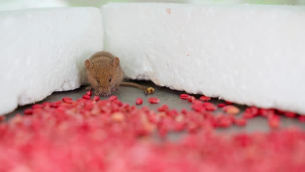 Mouse Sits Background Mountain Poisonous Poisoned Wheat Close Bait Rodents — Stockvideo