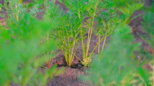 Молоду Соковиту Моркву Витягують Ґрунту Садовому Ліжку Крупним Планом Рука — стокове відео