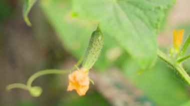 A young small cucumber grows close-up on a blurred background. Smooth camera movement. Plantation with flowering cucumbers in the vegetable garden. High quality FullHD footage