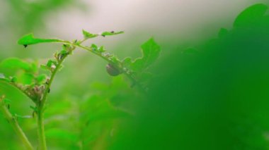 The Colorado potato beetle eats the leaves of a growing potato close-up on an early foggy morning. Insect pests of agricultural crops. Plant pests in the garden. High quality FullHD footage