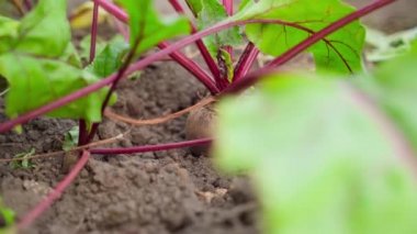 Close-up of a beautiful red beet growing in the soil in a garden bed. A generous harvest of root crops. Smooth camera movement. Growing vegetables on a home plantation. High quality FullHD footage