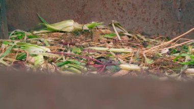 Compost heap with a lot of organic waste and biodegradable human waste products. Smooth camera elevation. Processing and recycling of natural resources. Manufacture of homemade soil fertilizer. High