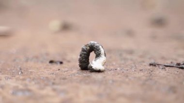 Smooth parallax around a large long chicken poop. Chicken manure in a cut close-up on a blurred background. Poultry waste. High quality FullHD footage