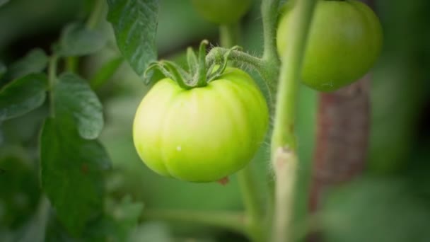 Green Unripe Tomatoes Grow Close Farm Plantation Blurred Background Smooth — Vídeos de Stock