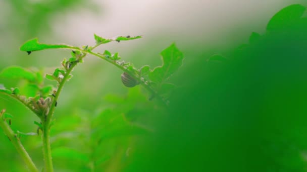 Colorado Potato Beetle Eats Leaves Growing Potato Close Early Foggy — Stockvideo