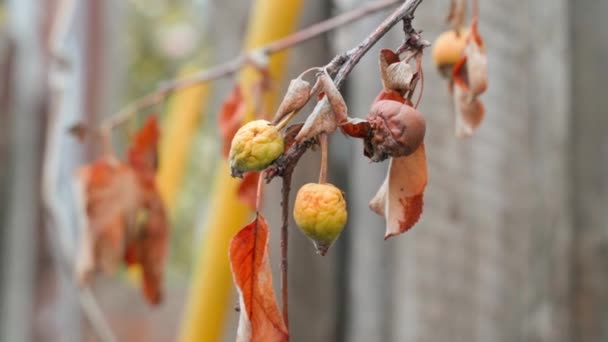Withered Branch Apple Tree Unripe Apple Close Dry Leaves Tree — Wideo stockowe