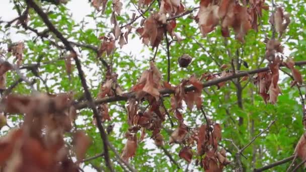 Branches Dried Tree Dry Brown Leaves Background Green Saturated Tree — Wideo stockowe