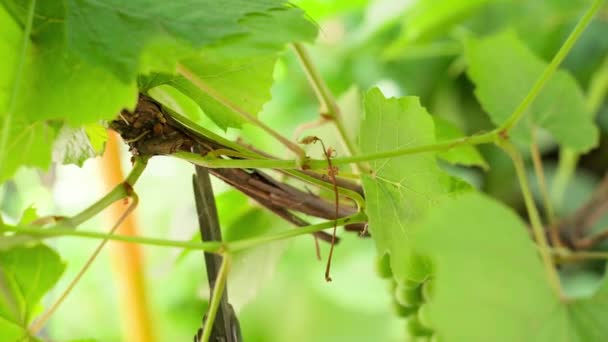 Excess Branches Vineyard Cut Secateurs Background Green Unripe Bunch Grapes — Vídeos de Stock