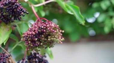 Black elderberry fruits hang on a tree close-up on a blurred background. Black berries in inflorescence on a tree. Smooth camera movement. High quality FullHD footage