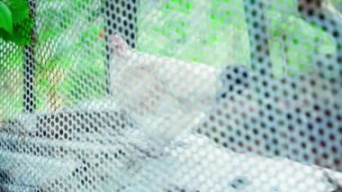 Refocus from the fence in the foreground to the white chicken in the background. Smooth camera movement. Domestic chicken cleans feathers. High quality FullHD footage