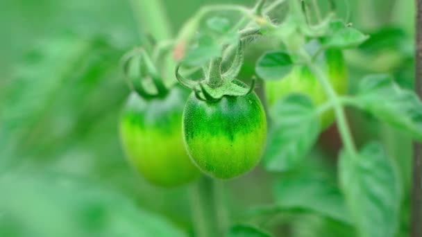 Green Unripe Tomatoes Grow Plantation Farm Close Blurred Background Smooth — 图库视频影像