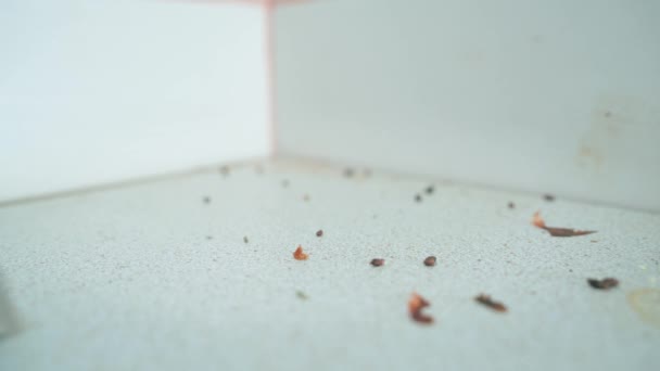 Place Accumulation Mouse Droppings Hand Puts Container Poison Large Plan — Stockvideo