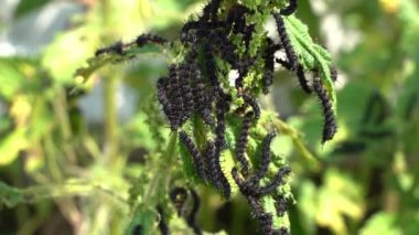A lot of black caterpillars with thorns on a nettle branch close-up on a blurred background. Peacock eye caterpillars massively eat nettle leaves. Insects crawl on the plant in large numbers. High