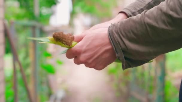 Hands Peeling Corn Head Close Blurred Background Harvest Grain Crops — Αρχείο Βίντεο