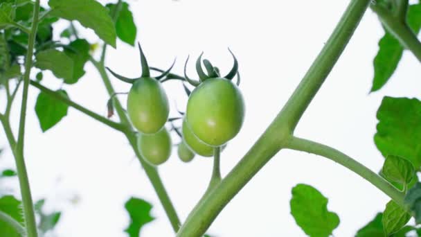 Young Small Green Unripe Tomatoes Grow Cloudy Sky Close Oblong — Vídeo de stock