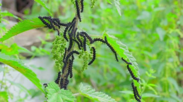 Lot Black Caterpillars Thorns Nettle Branch Close Blurred Background Peacock — Stock videók