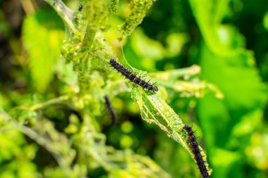 Nettle leaves close-up being eaten by black caterpillars with thorns and white dots. Stage of the caterpillar at the peacock butterfly