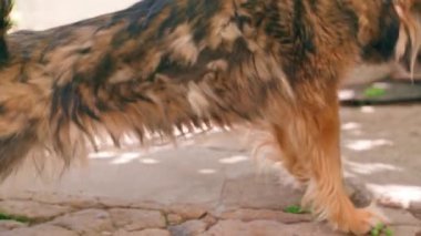 A sick brown street puppy stretches and wags its tail close-up. A dog on a leash on a steel chain to protect the territory. Wool rolled into tangles during molting in an animal. High quality 4k