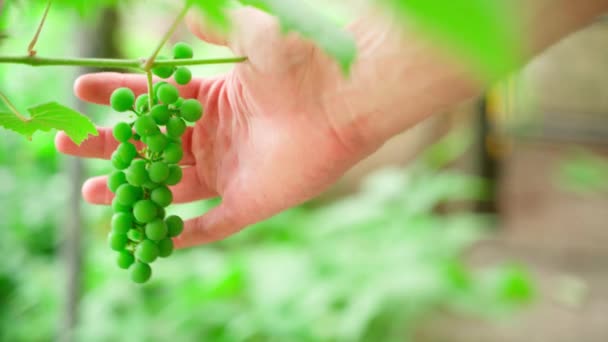 Hand Takes Palm Lush Bunch Unripe Green Grapes Close Blurred — Stockvideo